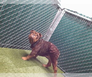 Bulldog Dogs for adoption in Downey, CA, USA