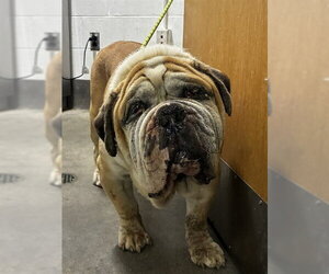 Bulldog Dogs for adoption in Forestville, MD, USA