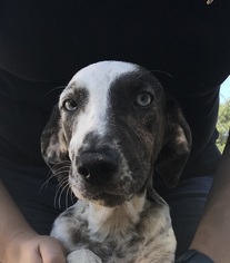 Catahoula Leopard Dog-Unknown Mix Dogs for adoption in West Columbia, SC, USA