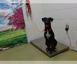 Pointer Dogs for adoption in Moreno Valley, CA, USA