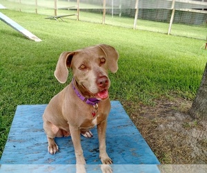 American Staffordshire Terrier-Weimaraner Mix Dogs for adoption in Dallas, TX, USA