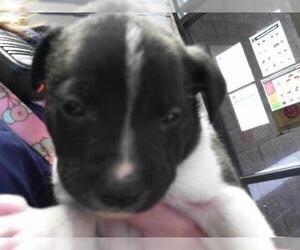 Labrador Retriever Dogs for adoption in Tulsa, OK, USA