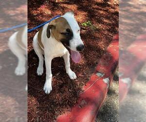 American Pit Bull Terrier Dogs for adoption in Houston, TX, USA