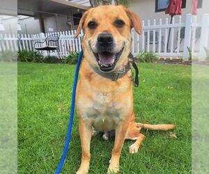 Shug Dogs for adoption in San Clemente, CA, USA