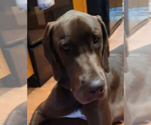 Great Dane Dogs for adoption in Palm Beach, FL, USA