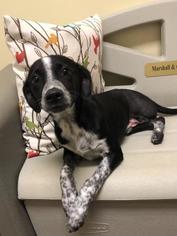 Mutt Dogs for adoption in Winchester, TN, USA