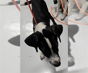 Pointer Dogs for adoption in Temple, TX, USA