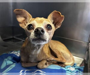 Chihuahua Dogs for adoption in Downey, CA, USA