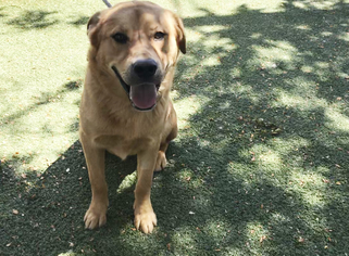 Labrador Retriever Dogs for adoption in Santa Clarita, CA, USA