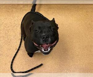 Staffordshire Bull Terrier Dogs for adoption in Martinez, CA, USA