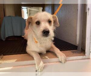 Mutt Dogs for adoption in pomona, CA, USA
