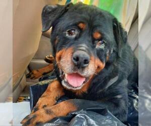 Rottweiler Dogs for adoption in San Pablo, CA, USA