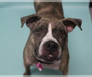 American Staffordshire Terrier-Boxer Mix Dogs for adoption in Fort Collins, CO, USA