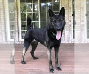 German Shepherd Dog-Unknown Mix Dogs for adoption in Rocky Point, NC, USA