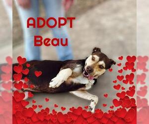 Australian Kelpie Dogs for adoption in Decatur, GA, USA