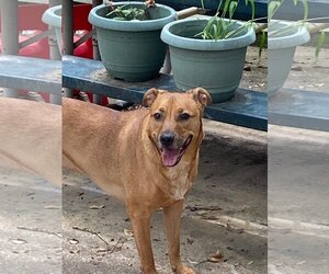 Medium Photo #2 Mutt Puppy For Sale in Spring, TX, USA