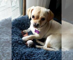 Pug Dogs for adoption in Redmond, WA, USA