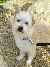 Poodle (Standard)-Unknown Mix Dogs for adoption in Santa Barbara, CA, USA