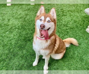 Siberian Husky Dogs for adoption in Moreno Valley, CA, USA