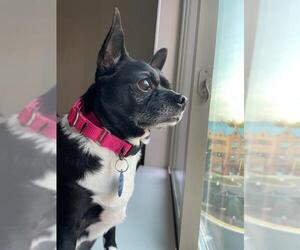 Boston Huahua Dogs for adoption in Arlington, VA, USA