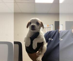 Cairn Terrier-Unknown Mix Dogs for adoption in Visalia, CA, USA