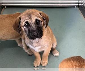 Mutt Dogs for adoption in Moreno Valley, CA, USA