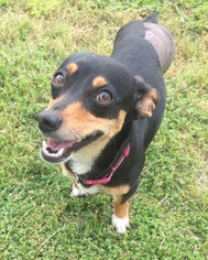 Doxie-Pin Dogs for adoption in Royse City, TX, USA