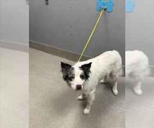 Australian Shepherd-Unknown Mix Dogs for adoption in Las Vegas, NV, USA