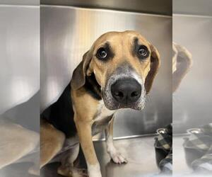Beagle-Unknown Mix Dogs for adoption in Lacombe, LA, USA