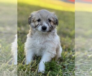 Malchi Dogs for adoption in Phoenix, AZ, USA