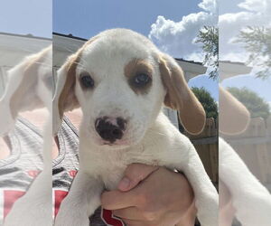 Jack-A-Bee Dogs for adoption in Aurora, IN, USA