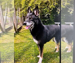 German Shepherd Dog Dogs for adoption in Newfoundland, PA, USA