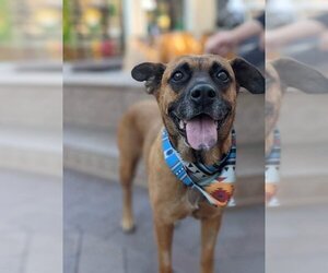 Boxer-Unknown Mix Dogs for adoption in Redondo beach, CA, USA