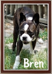 Medium Photo #1 Boston Terrier-Unknown Mix Puppy For Sale in Plano, TX, USA