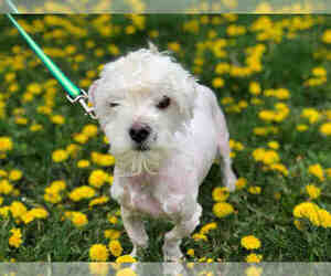Maltese Dogs for adoption in Urbana, IL, USA