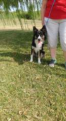 Border-Aussie Dogs for adoption in Trenton, MO, USA