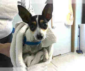 Rat Terrier Dogs for adoption in Tallahassee, FL, USA