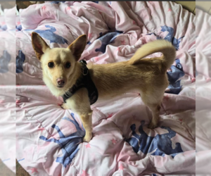 Chihuahua-Unknown Mix Dogs for adoption in Cranston, RI, USA