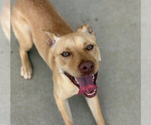 Labrador Retriever-Unknown Mix Dogs for adoption in Tulsa, OK, USA