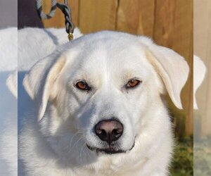 Small Great Pyrenees