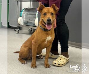 Golden Retriever-Unknown Mix Dogs for adoption in Washington, DC, USA