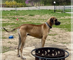 Great Dane Dogs for adoption in Hillsboro, MO, USA