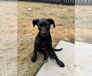 Mutt Dogs for adoption in Mount Pleasant, SC, USA