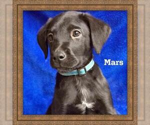 Mutt Dogs for adoption in Elkton, MD, USA