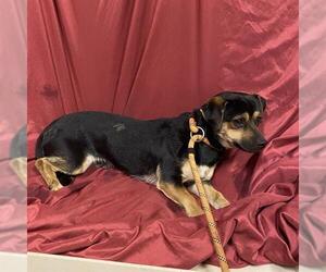 Chihuahua-Unknown Mix Dogs for adoption in Modesto, CA, USA