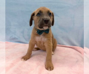American Staffordshire Terrier-Labrador Retriever Mix Dogs for adoption in Lakewood, CO, USA