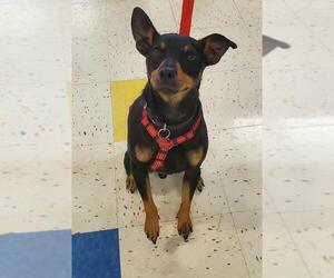 Medium Photo #1 Miniature Pinscher Puppy For Sale in Southampton, NY, USA