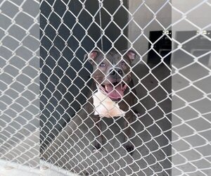 American Pit Bull Terrier-Unknown Mix Dogs for adoption in Maryville, TN, USA