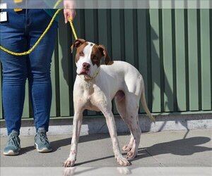 Lab-Pointer Dogs for adoption in Louisville, KY, USA