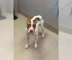 Mutt Dogs for adoption in Las Vegas, NV, USA